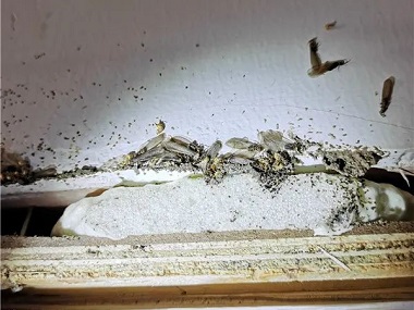 乐从白蚁预防站：发现白蚁危害彻底消灭干净的方法