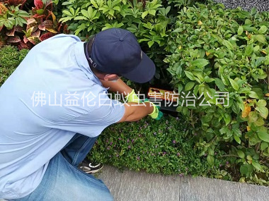 伦教绿化带施药灭鼠