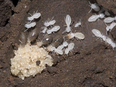 龙江灭除白蚁机构白蚁的特征、类属及生活习性