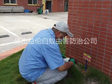 勒流杀灭红火蚁工程
