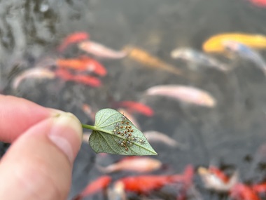 龙江除四害中心怎么去除家里的臭虫