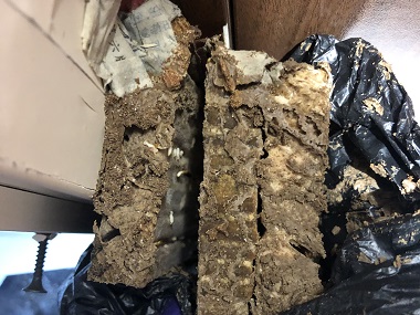 乐从验收白蚁公司冬季是灭白蚁的最好时机