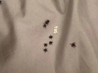 勒流四害防控专家带您认识臭虫并防治臭虫