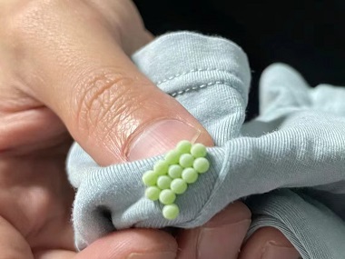 容桂消杀四害——几招教你消灭家里的臭虫