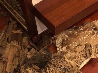 龙江白蚁预防——普通杀虫剂能灭白蚁吗？