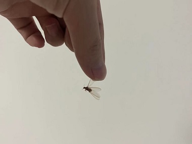 陈村验收白蚁科普发现长翅白蚁的处理方式