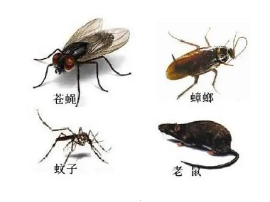 大良除四害——蚊蝇鼠蟑怎样防制？